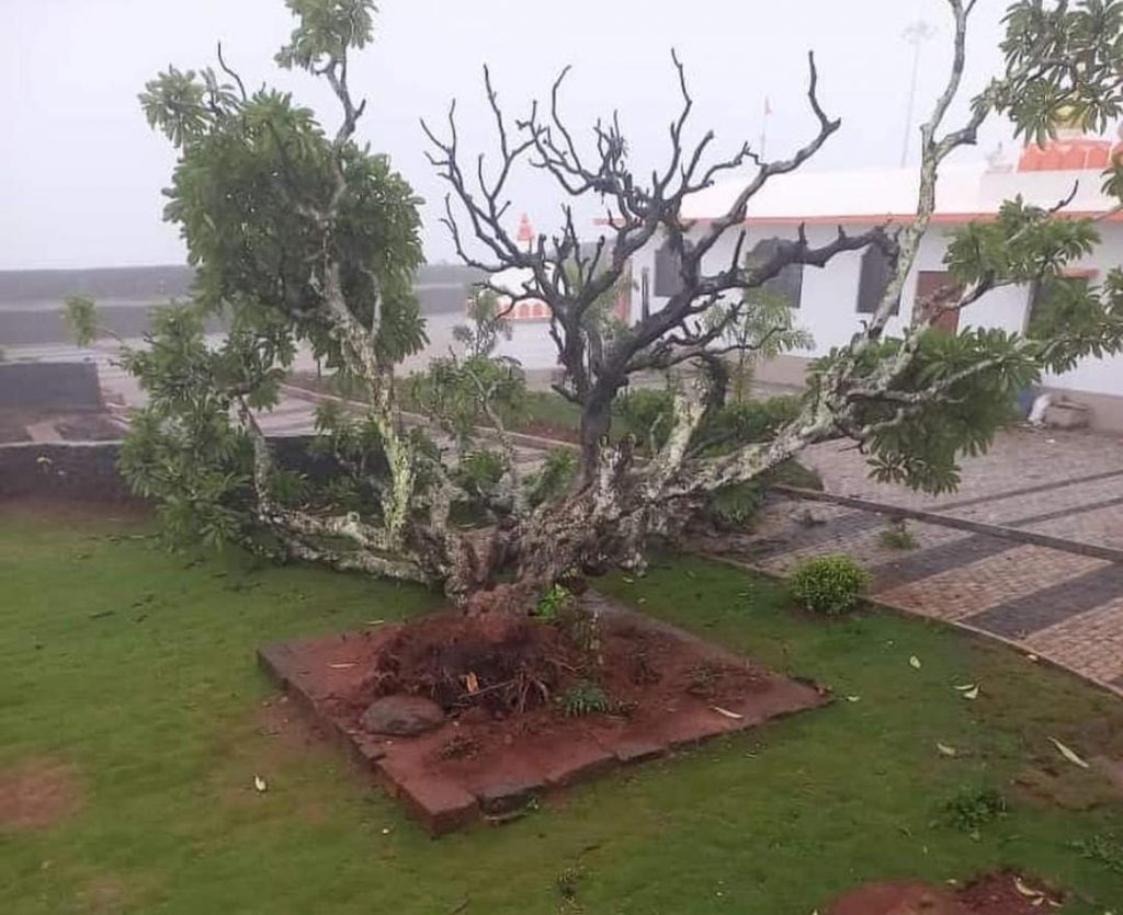 That tree on Rajhansgad collapsed