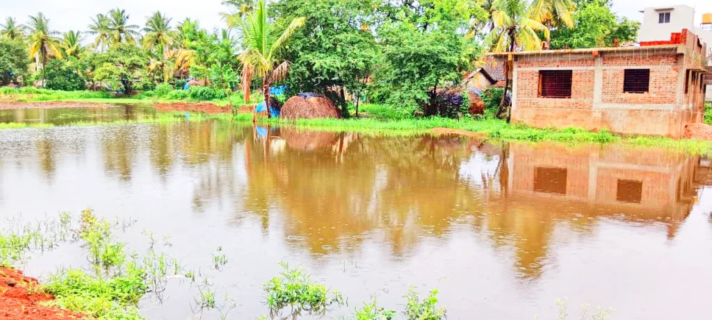 Heavy damage to grasses due to water logging in Basavan Kudchi