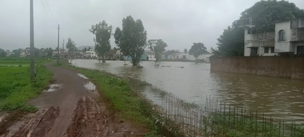 25 acres of paddy crop on rotting due to partial drainage of Brahmanagar-Majgaon