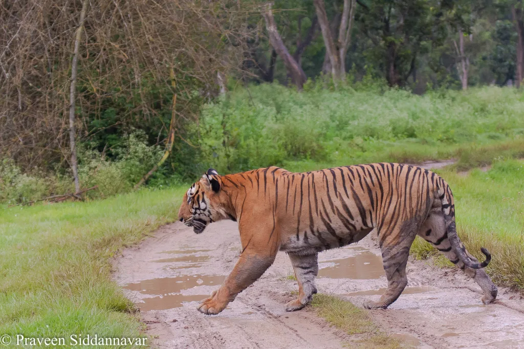 Fear of tigers in Belgaum division