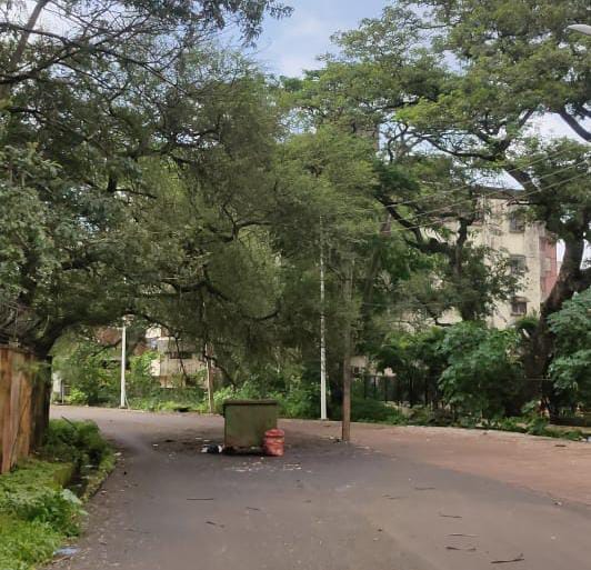 झाड धोकादायक, कचराकुंड रस्त्यावर Tree dangerous, garbage on the road