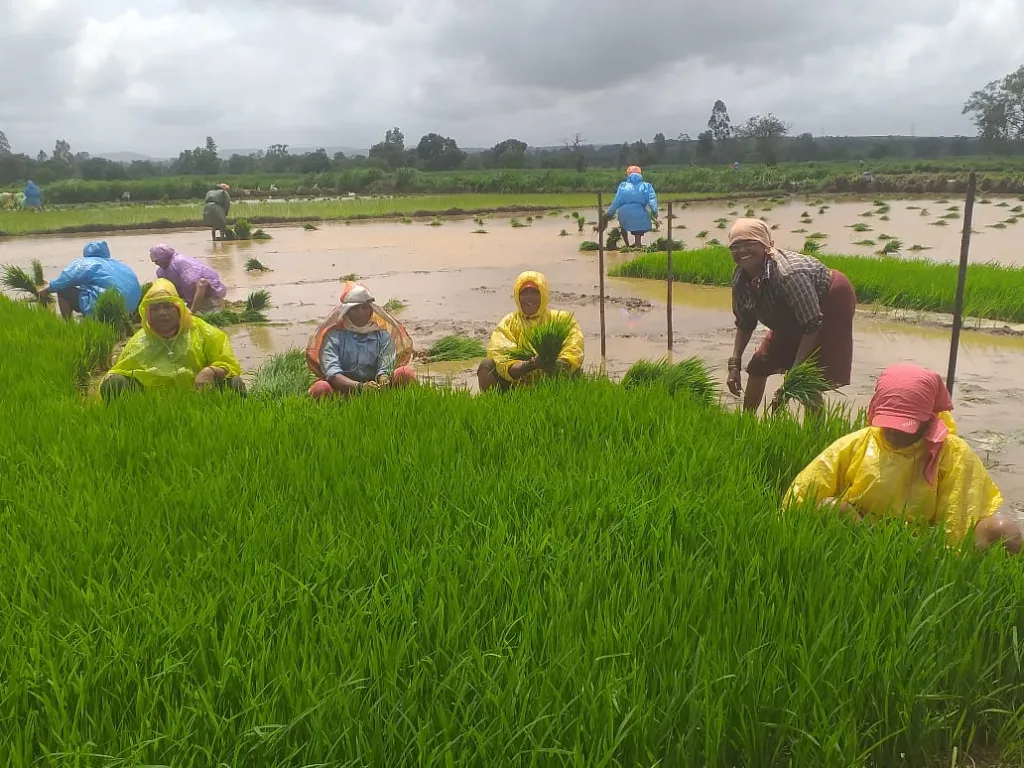 Almost planting paddy...and a year's worth of food too...!