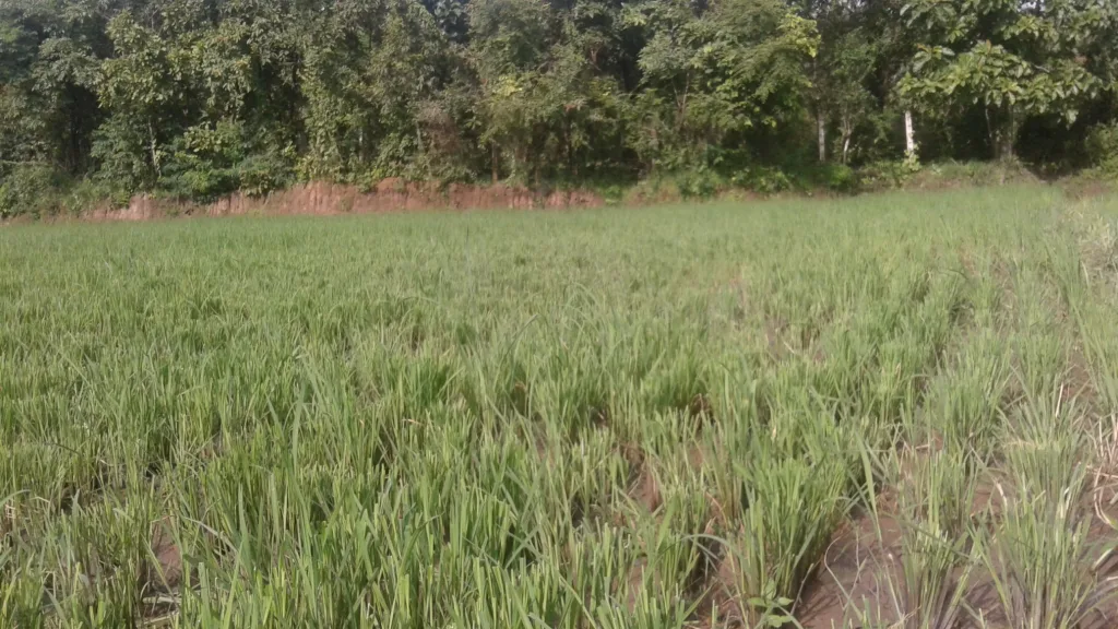 Heavy damage to paddy crops by cows in Gunji area