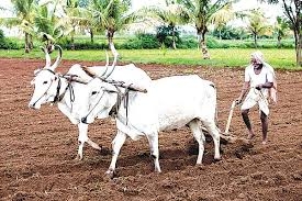 तुरळक पावसातच भात पेरणीस सुरुवात