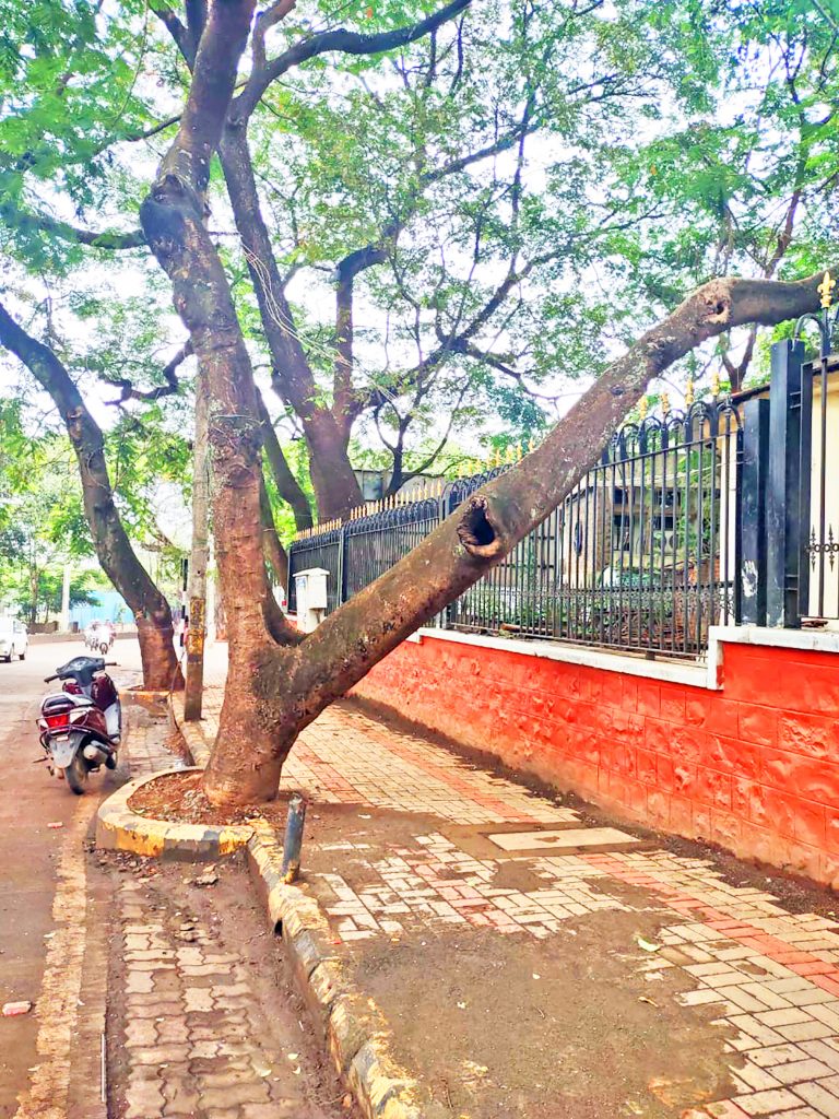 आरेखन केलेल्या झाडांकडे दुर्लक्ष