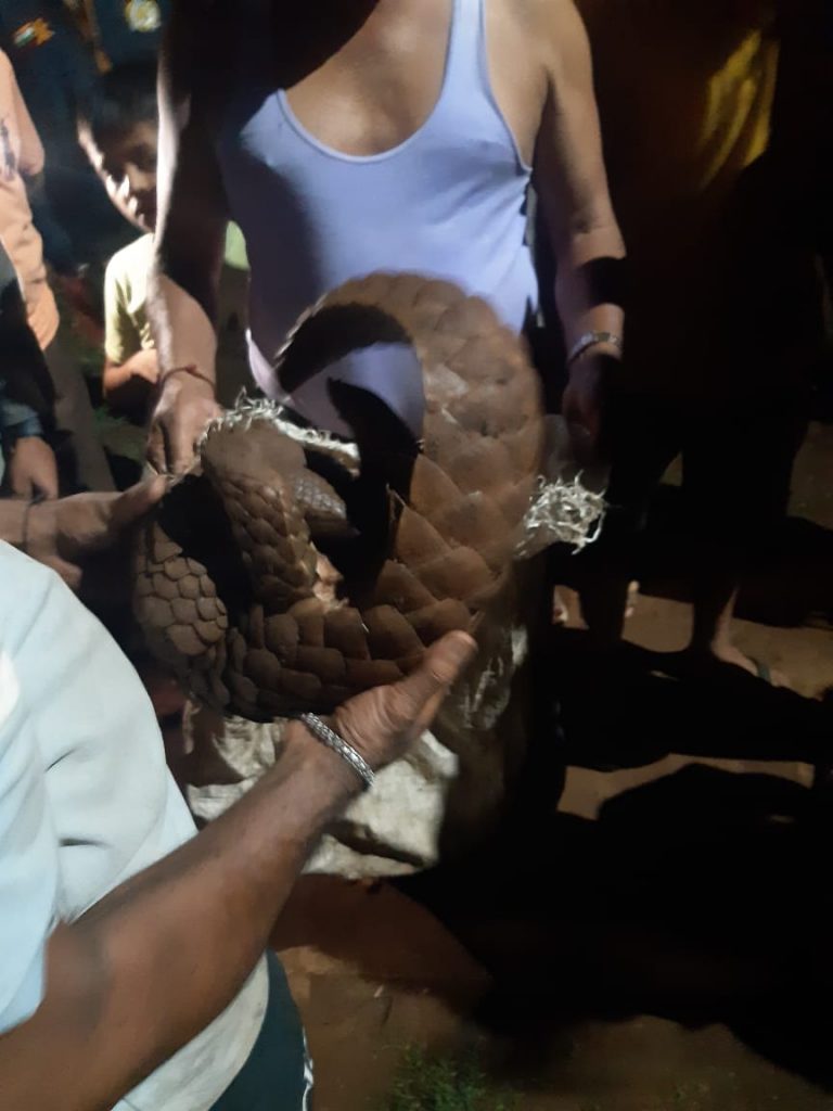 कडोलीत आढळले खवल्या मांजर