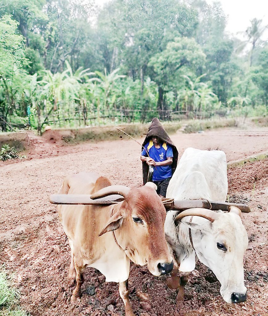 काणकोणात पारंपरिक पद्धतीने शेती लयाला