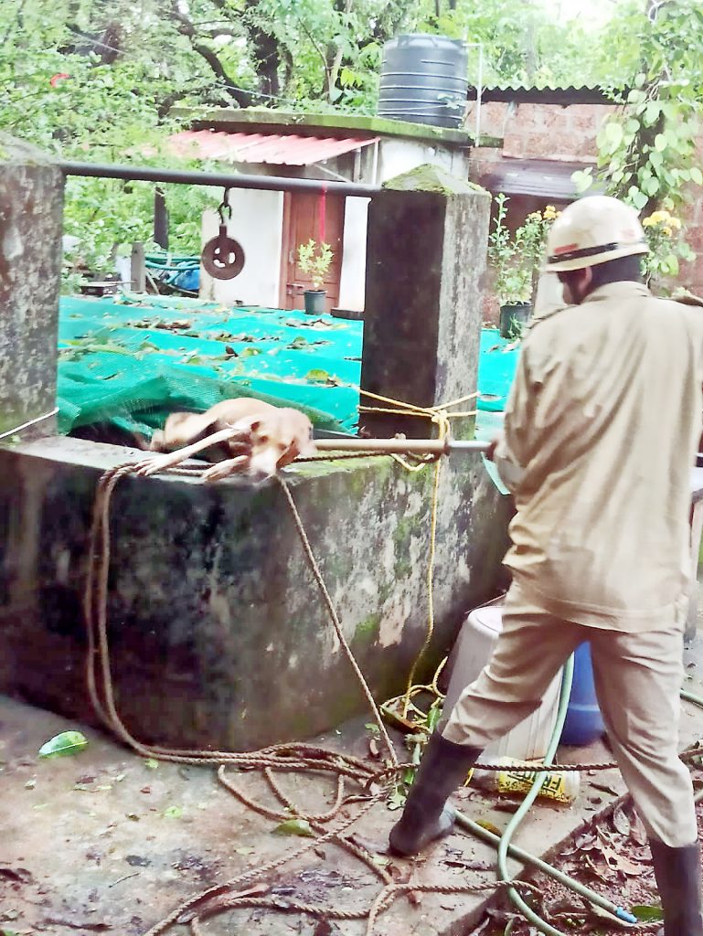 Rescue of a dog that fell into a well in Mandre