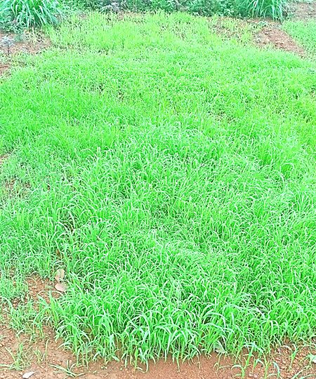 The grains of ragi cultivation will be swaying in Sattari.