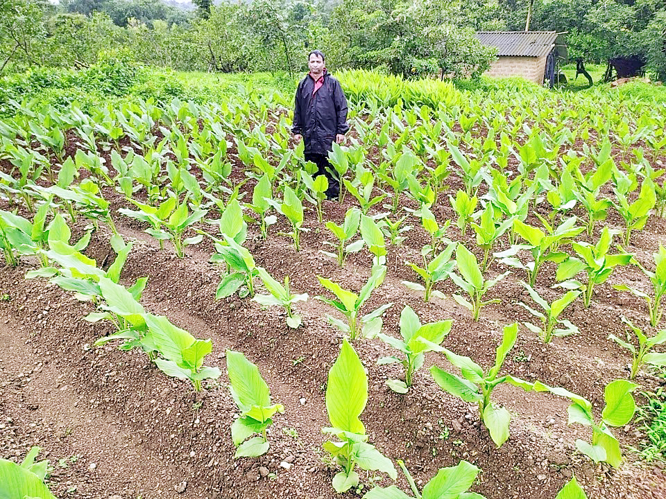 सत्तरीत तीन हेक्टर क्षेत्रात होणार हळदीची लागवड Turmeric will be planted in seventy three hectares area