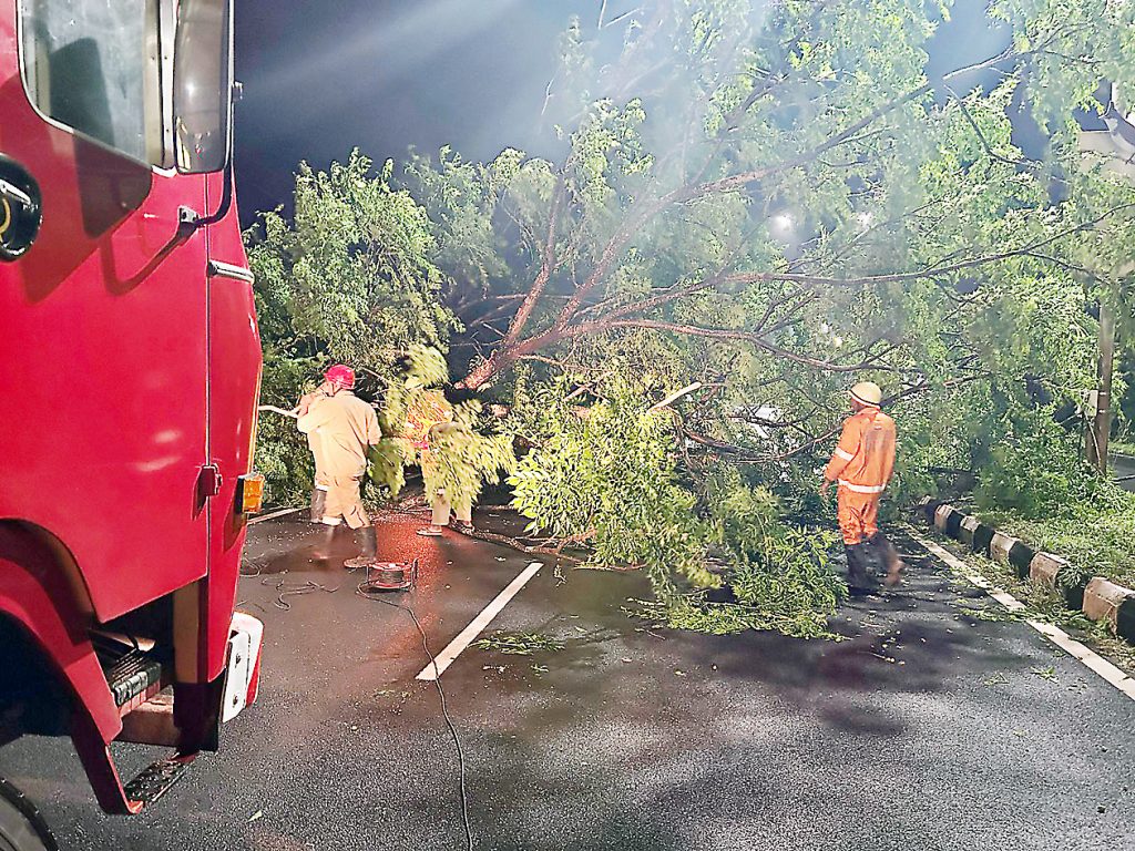 Two vehicles damaged by falling tree in Fatorda