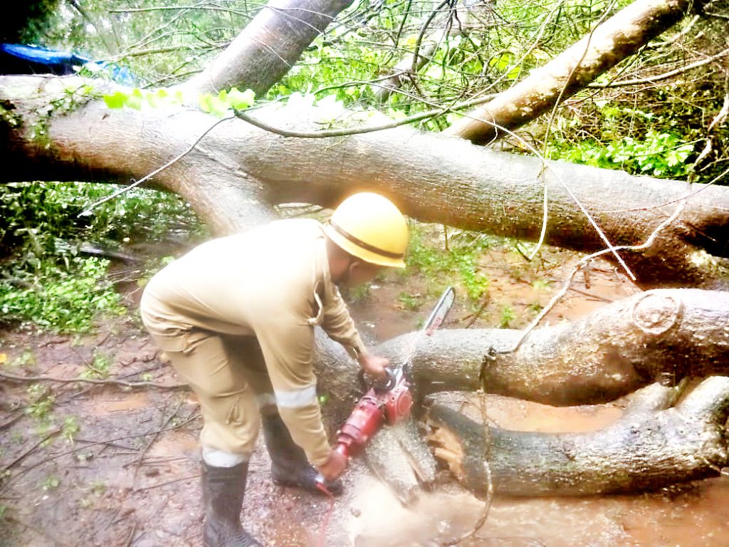 Due to stormy winds and rains, Sasashti has a large amount of fall