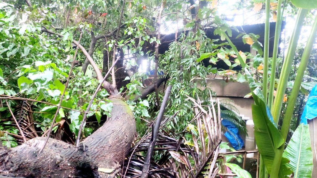 In Harmalat, two houses were damaged by falling trees