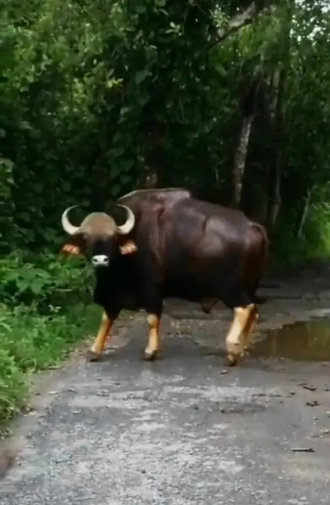 Woman injured in wheat collision at Kerry-Fonda