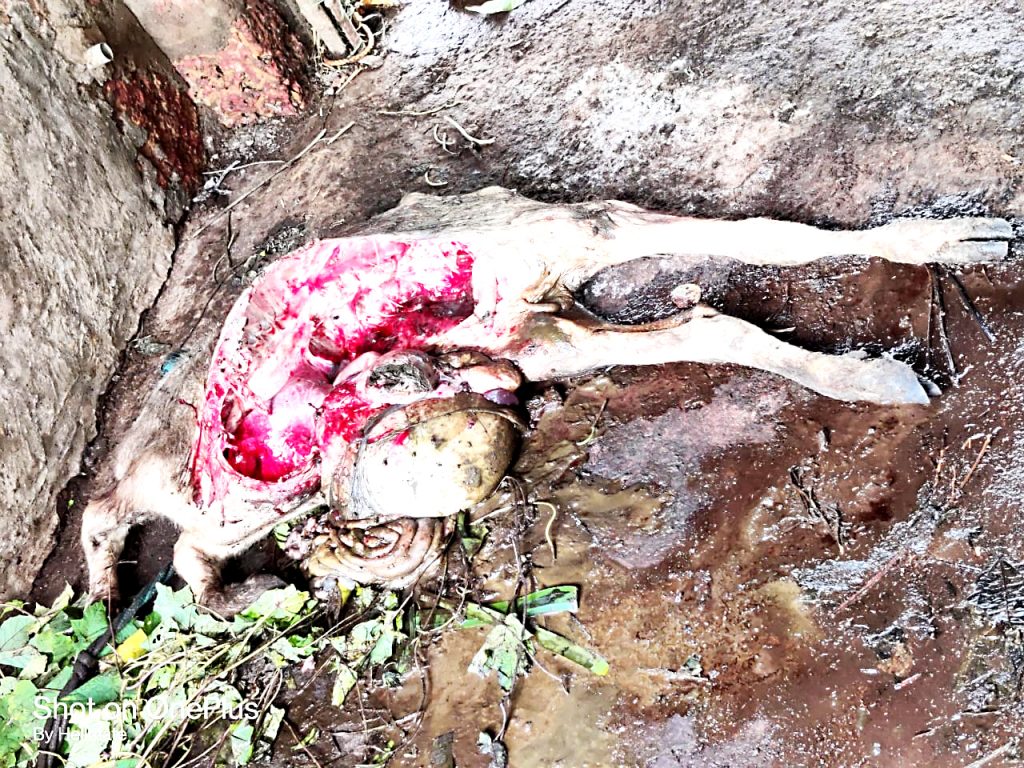 धारबांदोड्यात बिबट्याकडून वासराचा फडशा