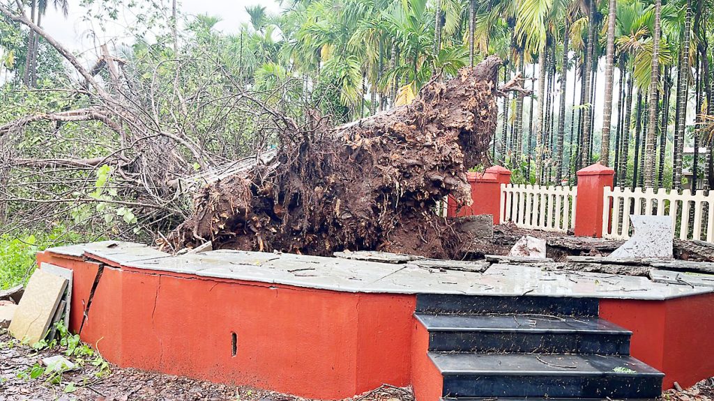 An old banyan tree fell in Brahmakarmali