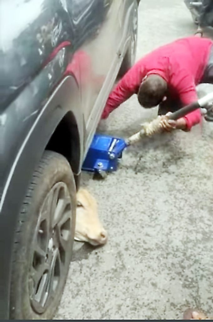 Rescue of the 'calf' found under the car