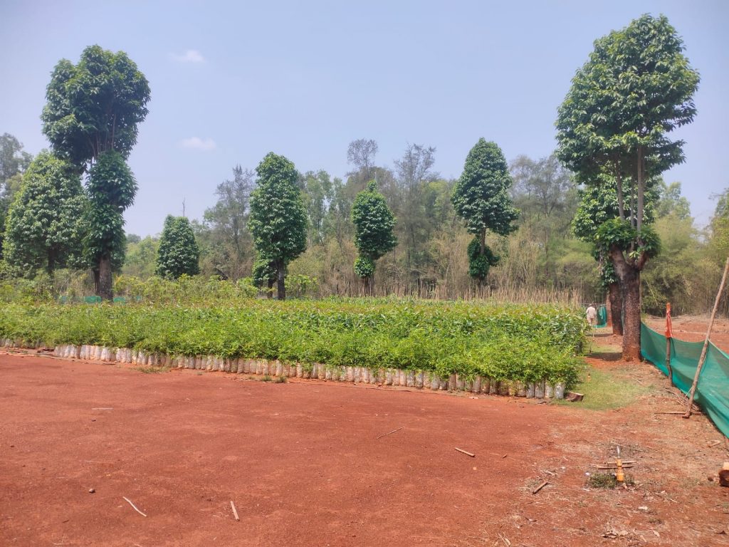 Distribution of 3 thousand saplings from Machhe nursery