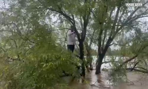 पूर पाहण्यासाठी गेल्यावर अतिउत्साह नडला आणि रात्रभर झाडावर अडकला! person got stuck on a tree near Kakhe-Mangle Bridge