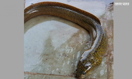 IRfish found Urmodi River