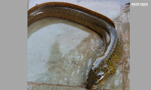 IRfish found Urmodi River