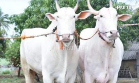 bullock pair 'Sarpanch-Amdar'