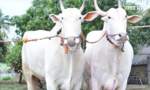 bullock pair 'Sarpanch-Amdar'
