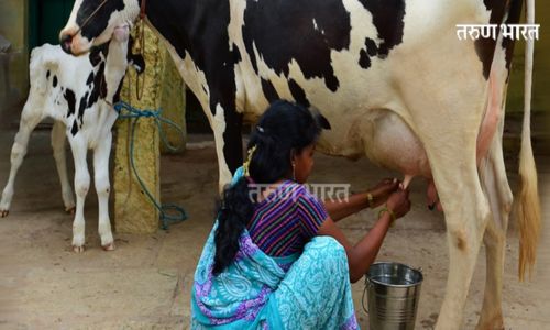 Kolhapur : प्रतिदिन 15 लाखांचा दूध उत्पादकांना फटका; गाय दूध खरेदी दरात 2 रुपये कपातीचा परिणाम;