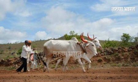 खरीप पिकांची 38 टक्के पेरणी; जोरदार पावसाअभावी भात रोपांची लावण खोळंबली 38 percent sowing of kharif crops lack of heavy rains paddy plants