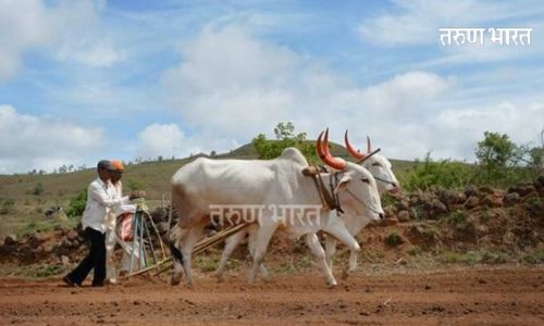 38 percent sowing of kharif crops lack of heavy rains paddy plants