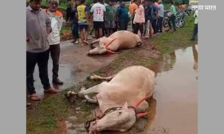 The unfortunate drowning pai bullocks river washing
