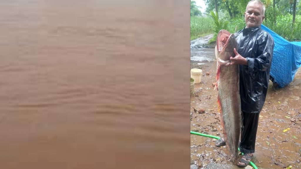 पन्हाळा : जाळ्यात सापडला वीस किलोचा मासा fish weighing around 20 kg was found in Sachin Bange net
