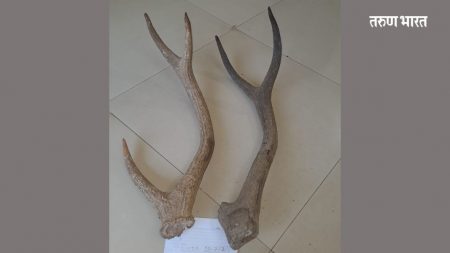 Deer horns were found in Mandangad ratnagir Both are in police custody