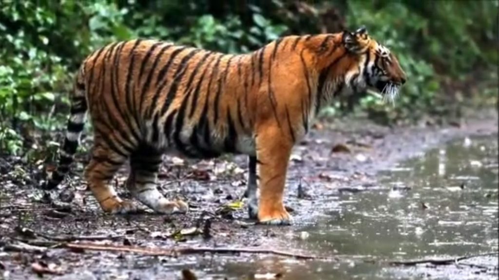 tiger was spotted on camera Chandgad during monsoon kolhapur