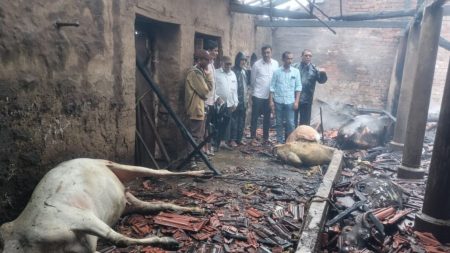 Four animals died in a cowshed fire, an incident in Panhala taluka