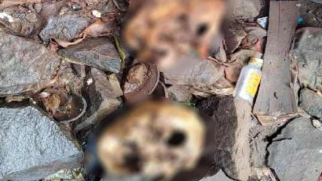 Kagal Four human skulls found in Dudhgang excitement in the area