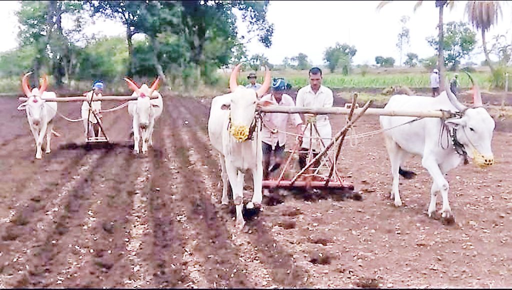केवळ 3 लाख हेक्टर क्षेत्रात पेरणी Sowing