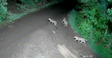 एक ना दोन…तब्बल तीन बिबटे घुसले गावात; वराडे येथे सीसीटीव्ही कॅमेऱ्यात कैद झाले बिबटे leopard is on the rampage at Varade in Karad taluka