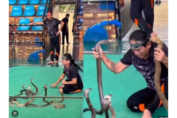 नागांशी कुस्ती Wrestling with snakes