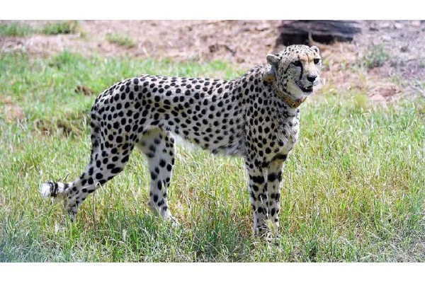 आणखी एक चित्ता ‘कुनो’मध्ये मृत्युमुखी The hearing regarding the deaths of the cheetahs is now closed