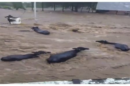 गुजरातमध्ये ढगफुटीसदृश पाऊस Torrential rain in Gujarat