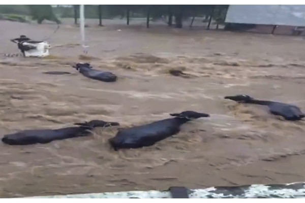 गुजरातमध्ये ढगफुटीसदृश पाऊस Torrential rain in Gujarat