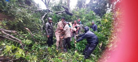 Aachra|अंगावर कोसळला आंब्याचा वृक्ष| तरीही वाचली महिला !