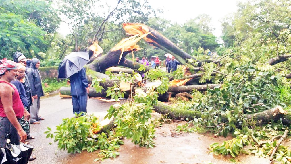 खानापूर-हल्याळ रस्त्यावर वृक्ष कोसळून वाहतूक ठप्प A fallen tree on the Khanapur-Halal road blocked traffic