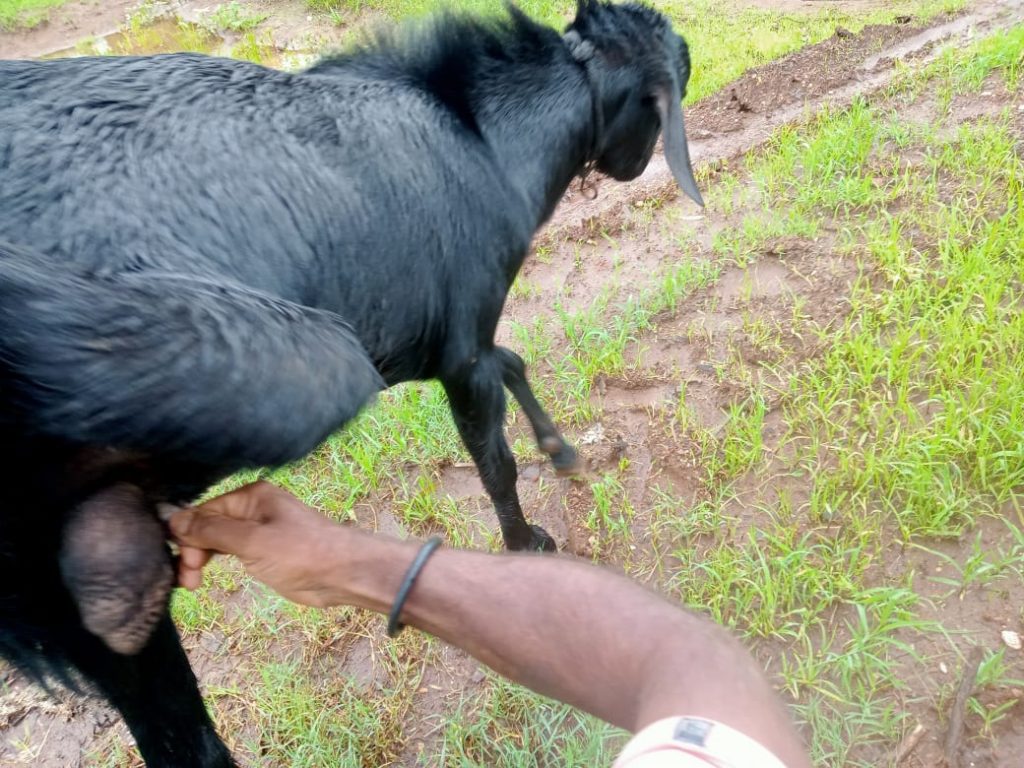 आयला! बोकडचं द्यायला लागलं दूध, कोल्हापुरात घडला चमत्कार