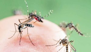 Wondering about rat-catching-mosquito-killing work