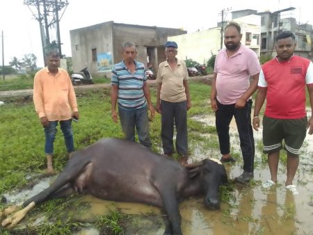 A buffalo left for grazing by a farmer in Vadgaon was found dead