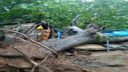 आचरा- काझीवाडा येथे घरावर आंब्याचे झाड पडून नुकसान