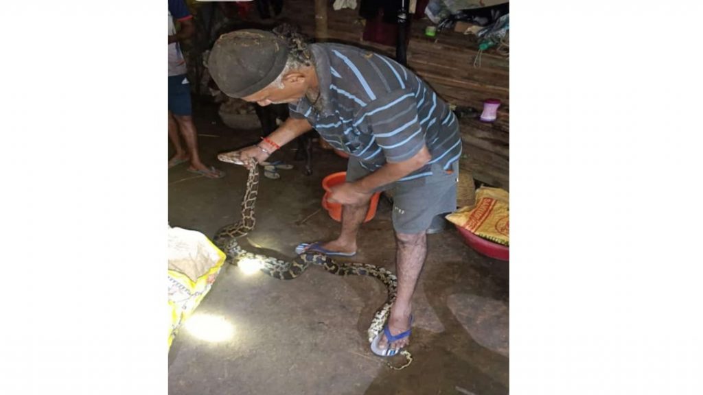 माजगावात मध्यरात्री दहा फुटी अजगर जेरबंद