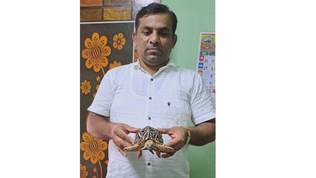 तिलारीत सापडला दुर्मीळ तारा कासव !